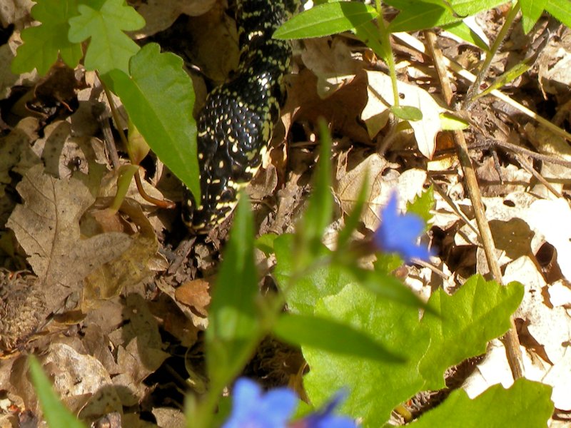 Quale specie? - Hierophis viridiflavus